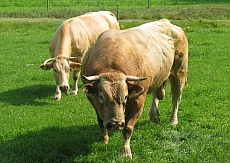 Charolais