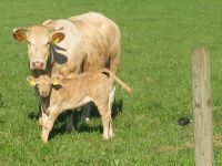 Mutterkuh mit Kalb