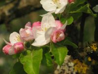 Apfelbl&uuml;te