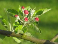 streuobstwiese_450.jpg