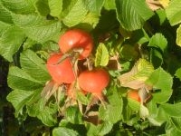 Die Kartoffelrose Die Kartoffelrose