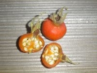 Die Samen der Kartoffelrose Die Samen der Kartoffelrose