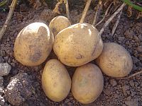 Erntefrische Kartoffeln Erntefrische Kartoffeln