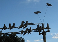 V&ouml;gel rasten auf einem Strommast