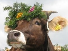 Braunvieh