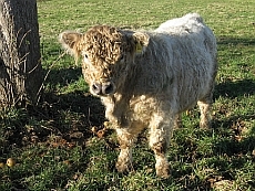 Galloway