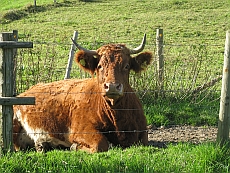 Limousin