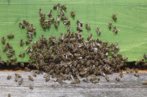 Bienen am Eingang des Bienenkastens Bienen am Eingang des Bienenkastens