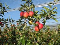 Apfelvielfalt aus Deutschland