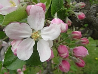 Apfelblüte Apfelblüte