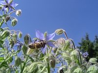 Eine Biene sammelt Blütennektar