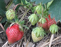 Früchte an der Erdbeerpflanze