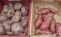 Kartoffelsorten mit bunter Schale
