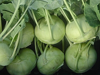 Kohlrabi Kohlrabi