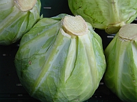 Weißkohl Weißkohl