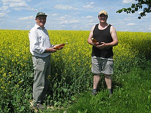 Raps auf dem Versuchsfeld Oberland