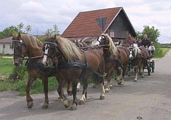Pferdefuhrbetrieb Uwe Link