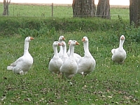 Gänse sind aufmerksame "Wächter"