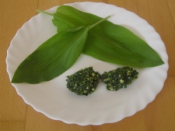 Bärlauchblätter und Bärlauch-Pesto