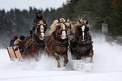 Schlittenfahrt mit Schwarzwälder Füchsen