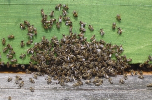 Bienen am Eingang des Bienenkastens