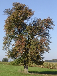 Ein alter Streuobst-Birnbaum im Herbst