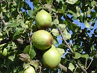 Reife Birnen am Baum