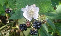 Brombeeren mit Blüte Brombeeren mit Blüte