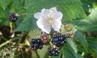 Brombeeren mit Blüte