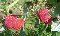 Himbeeren Himbeeren