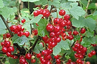 Rote Johannisbeeren