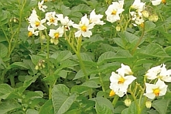 Weiß blühende Kartoffelsorte Weiß blühende Kartoffelsorte