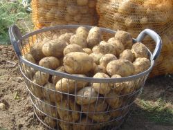 Die tolle Knolle - kein Dickmacher Die tolle Knolle - kein Dickmacher