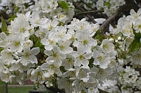 Kirschblüte Kirschblüte