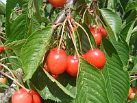 Saftig-süße Kirschen am Baum