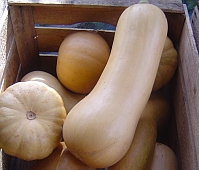 Speisekürbis Butternut