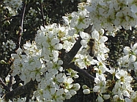 Weiße Schlehenblüte
