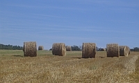 Im Herbst liegen auf dem abgeernteten Acker die Strohballen